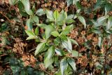 Cistus laurifolius. Ветвь с соплодиями. Германия, г. Дюссельдорф, Ботанический сад университета. 04.09.2014.