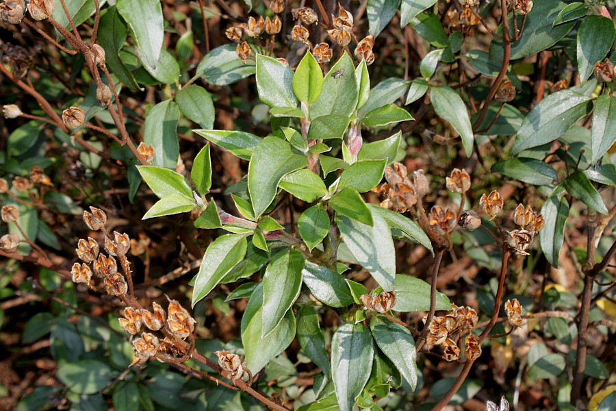 Image of Cistus laurifolius specimen.