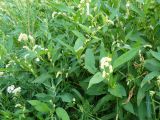 Persicaria lapathifolia