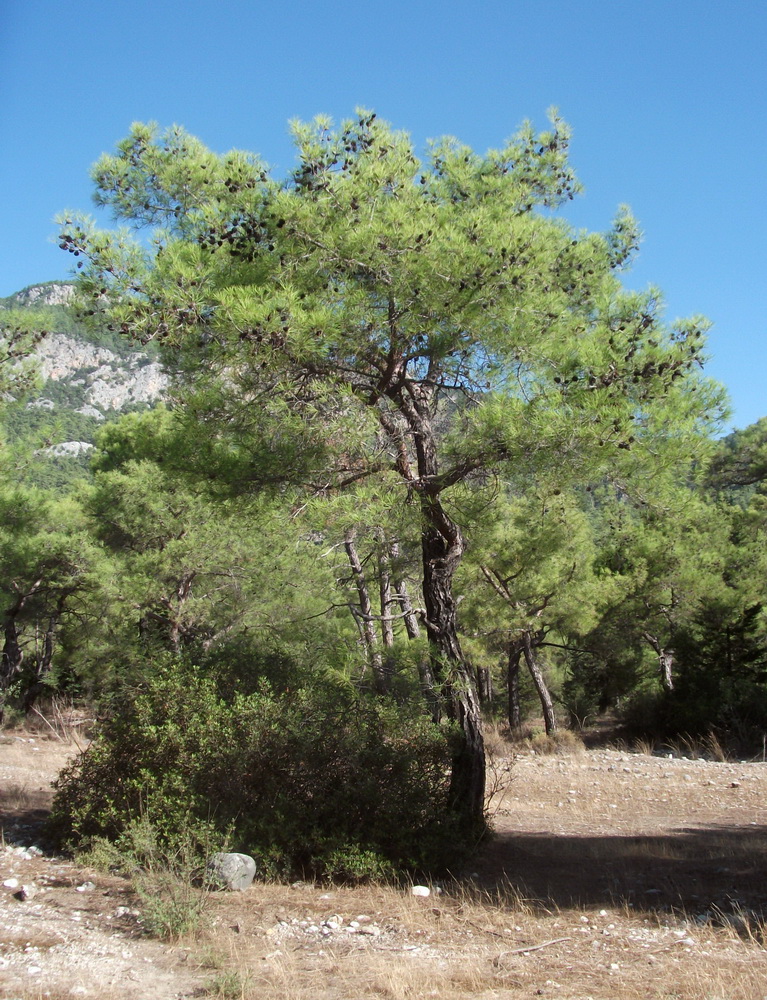 Изображение особи Pinus brutia.