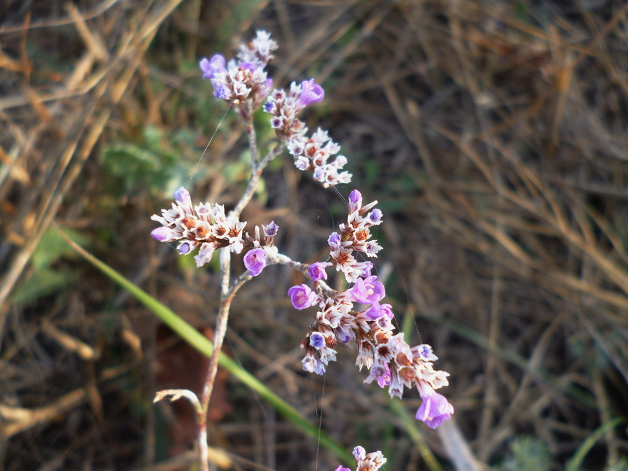 Изображение особи Limonium bungei.