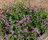 Verbena rigida