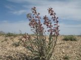 Matthiola tatarica