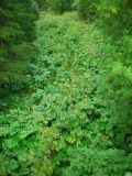 Heracleum sosnowskyi