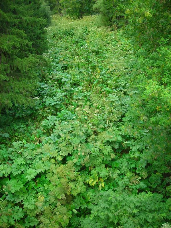 Image of Heracleum sosnowskyi specimen.