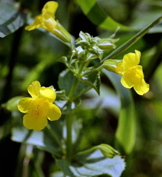 Image of Mimulus guttatus specimen.