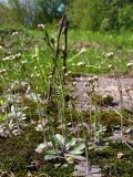 Arabidopsis thaliana