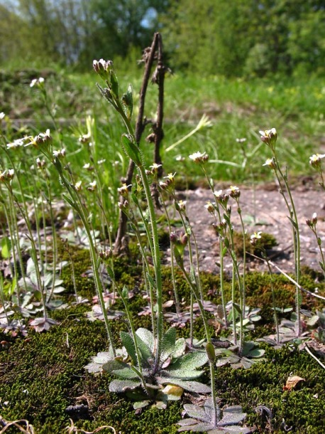 Изображение особи Arabidopsis thaliana.