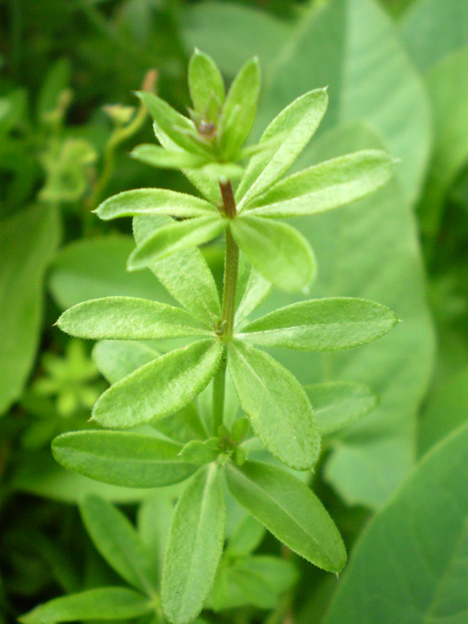 Изображение особи Galium mollugo.