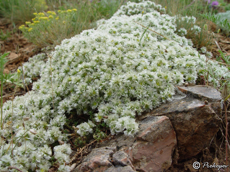 Изображение особи Paronychia cephalotes.