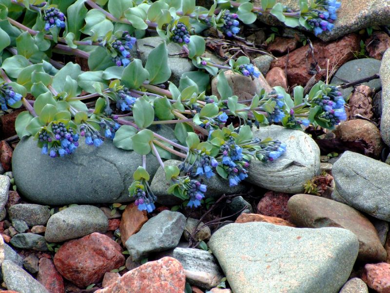 Image of Mertensia maritima specimen.