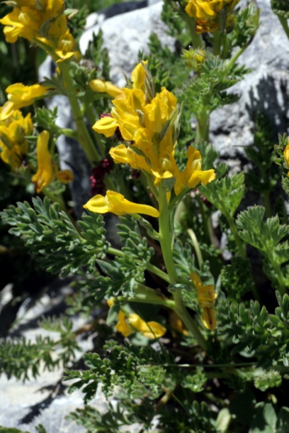 Изображение особи Corydalis gortschakovii.