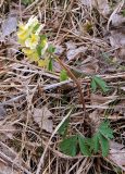 Corydalis bracteata