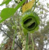 Echinocystis lobata