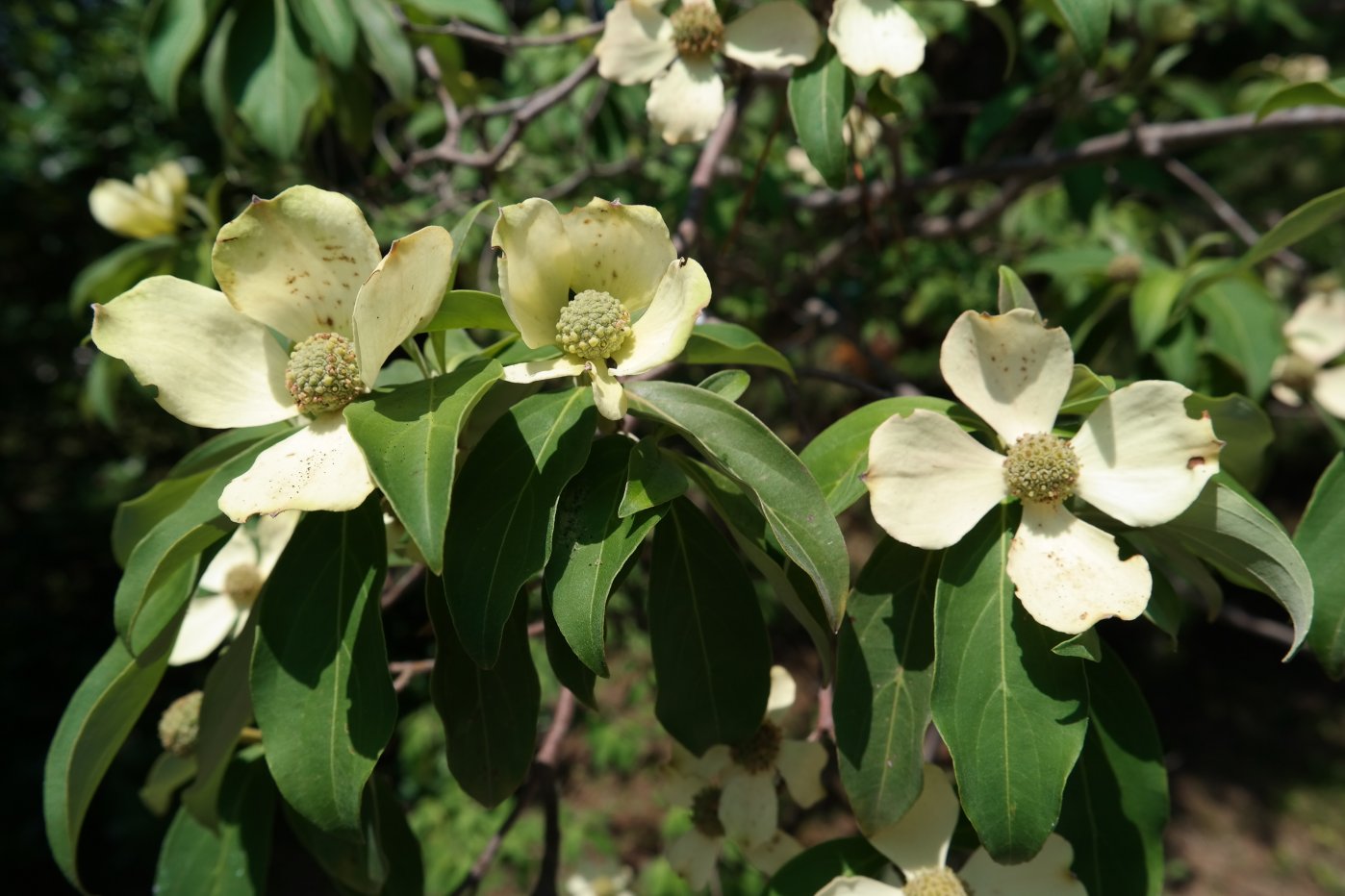 Изображение особи Cynoxylon capitatum.