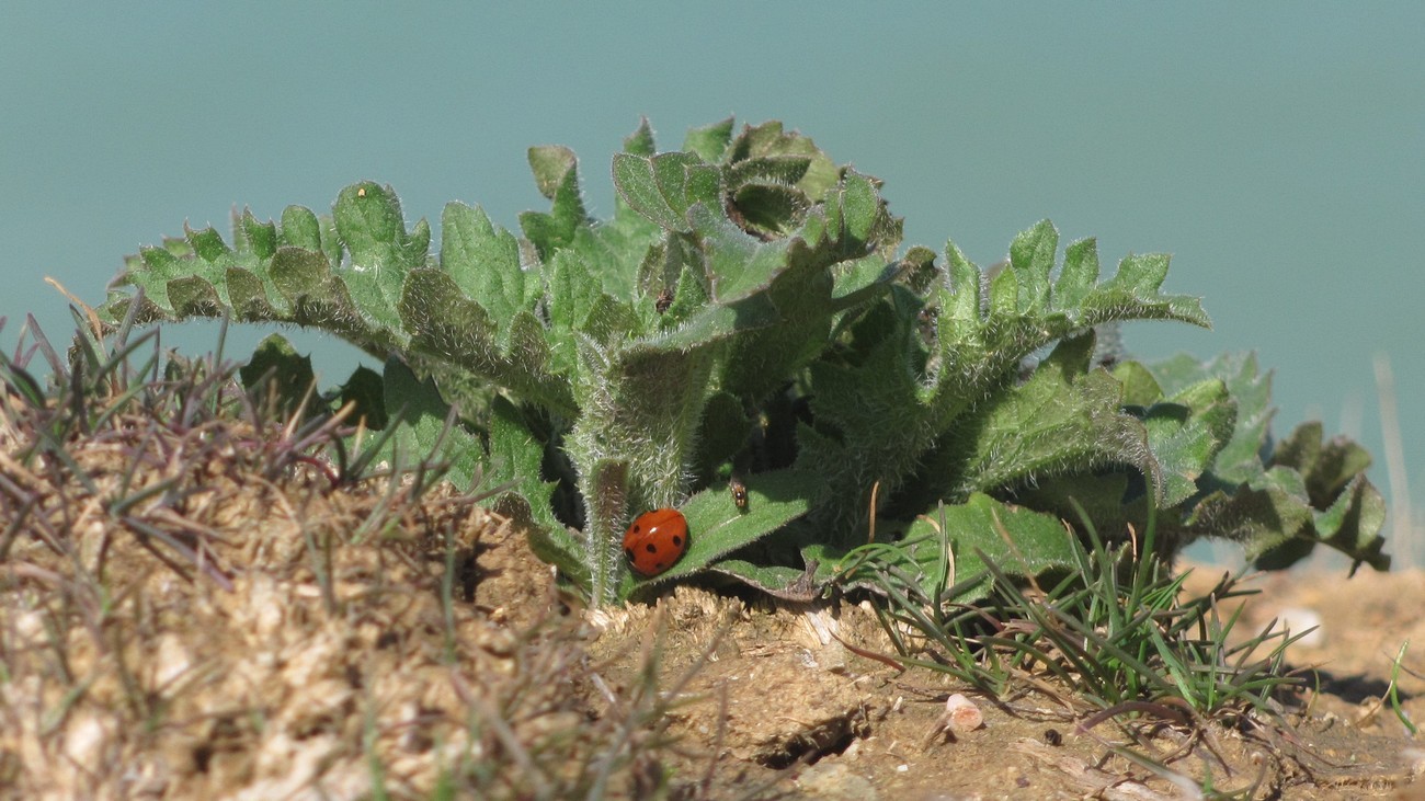 Image of Klasea erucifolia specimen.