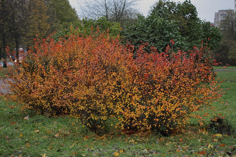 Image of Cotoneaster lucidus specimen.