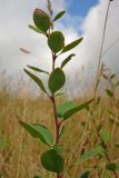 Berberis vulgaris. Верхушка вегетативного побега. Новгородская обл., Боровичский р-н, восточнее дер. Сушани, луговой склон. 30.08.2015.