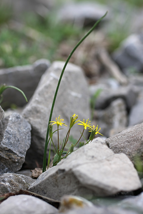 Image of genus Gagea specimen.