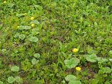 Parageum calthifolium