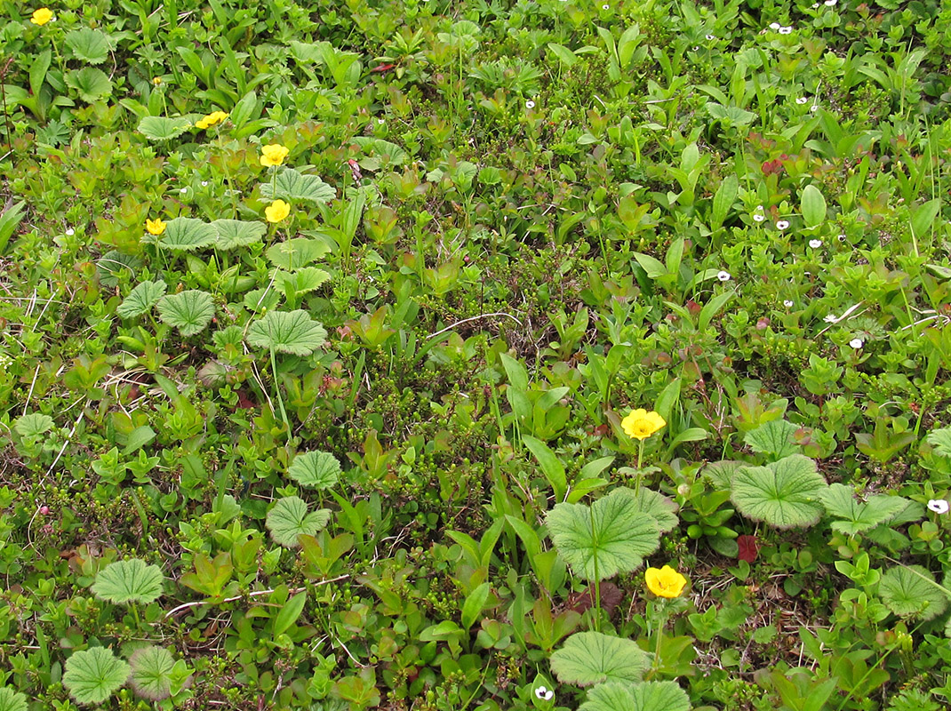 Image of Parageum calthifolium specimen.