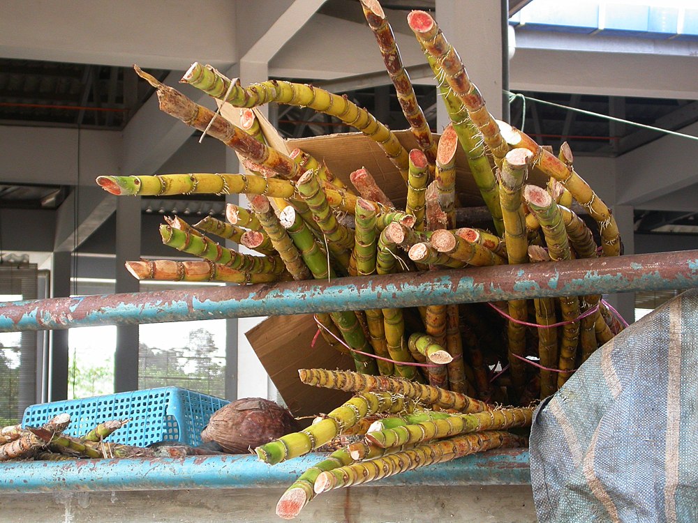 Image of Saccharum officinarum specimen.