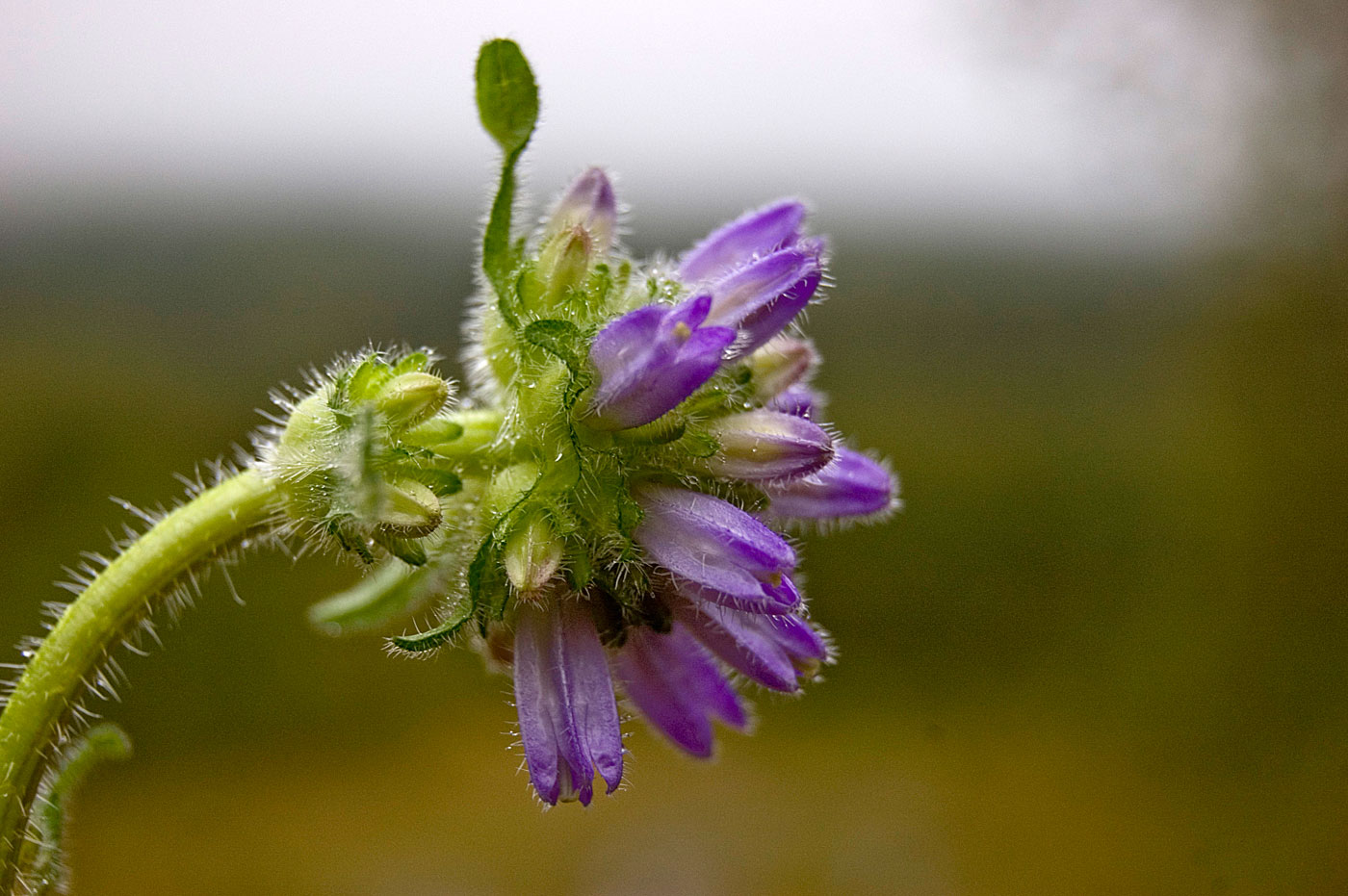 Изображение особи Campanula cervicaria.