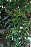 Calamus viminalis