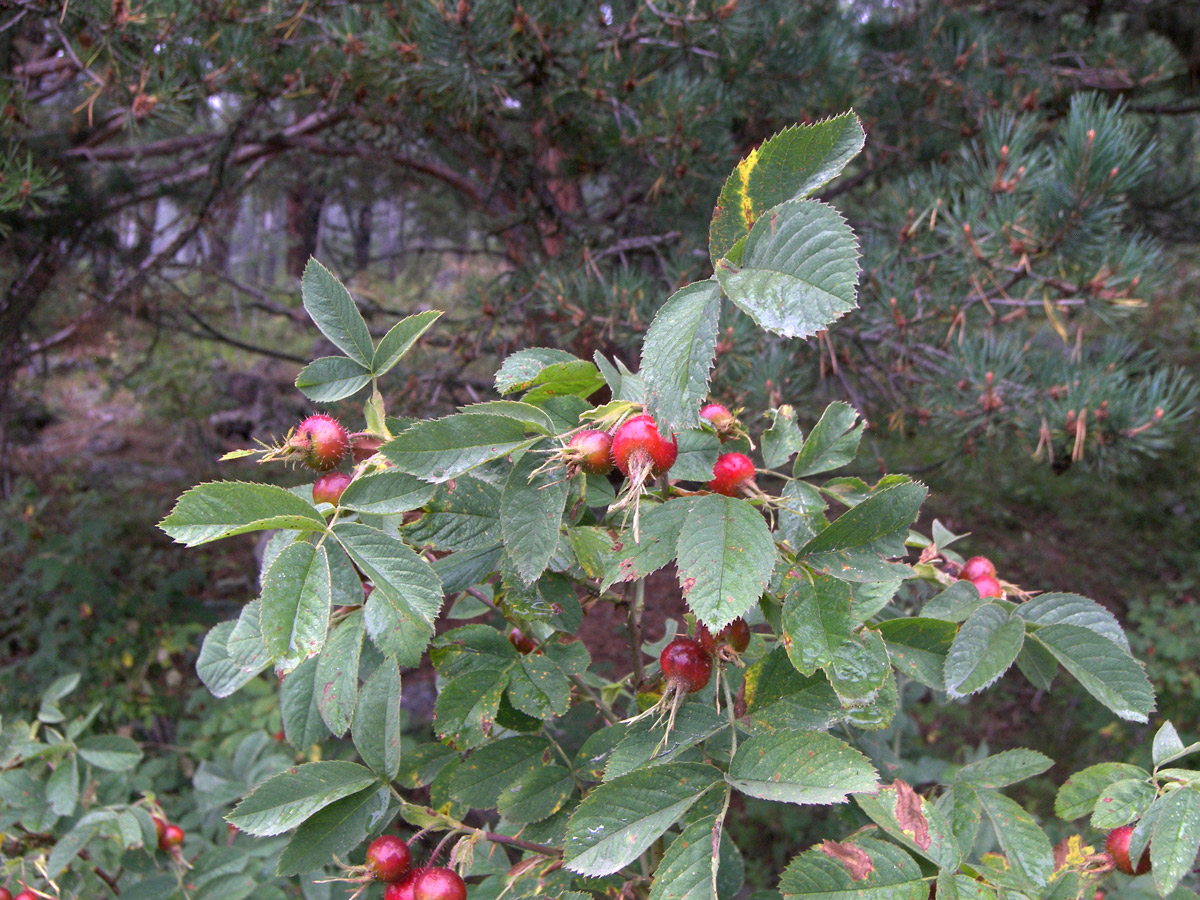 Image of Rosa villosa specimen.