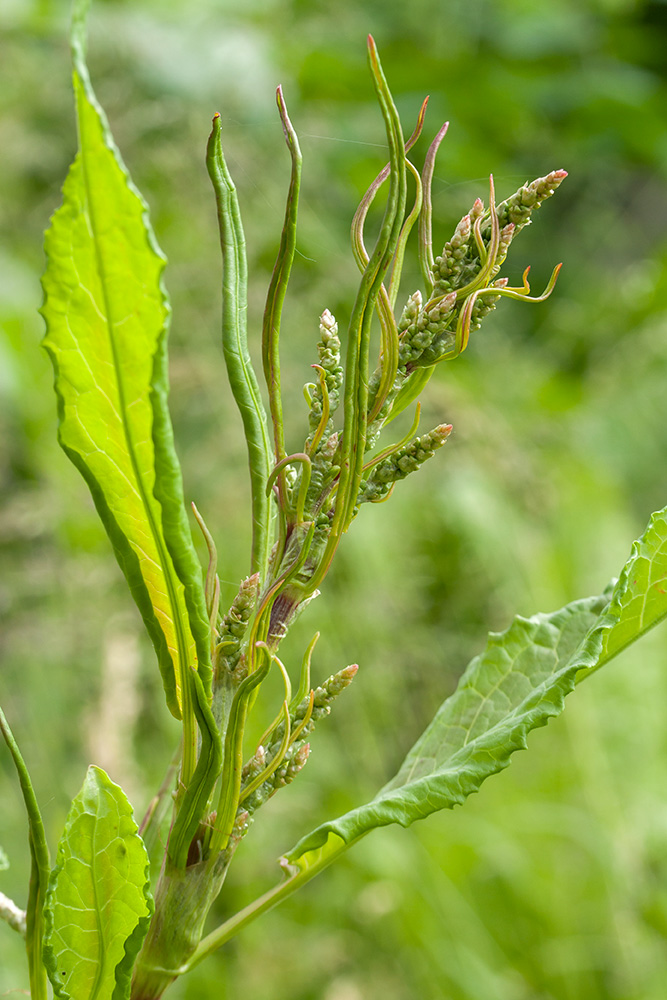 Изображение особи Rumex sylvestris.