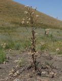 Image of taxon representative. Author is Тамара Риб