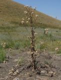 Cirsium vulgare