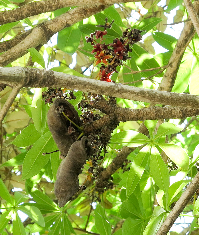 Image of Sterculia foetida specimen.