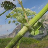 Heracleum leskovii. Часть побега. Адыгея, Кавказский биосферный заповедник, гора Гузерипль, осыпной склон из ожелезнённого слабокарбонатного песчаника с обломками сидерита, ≈ 2150 м н.у.м. 26.07.2015.