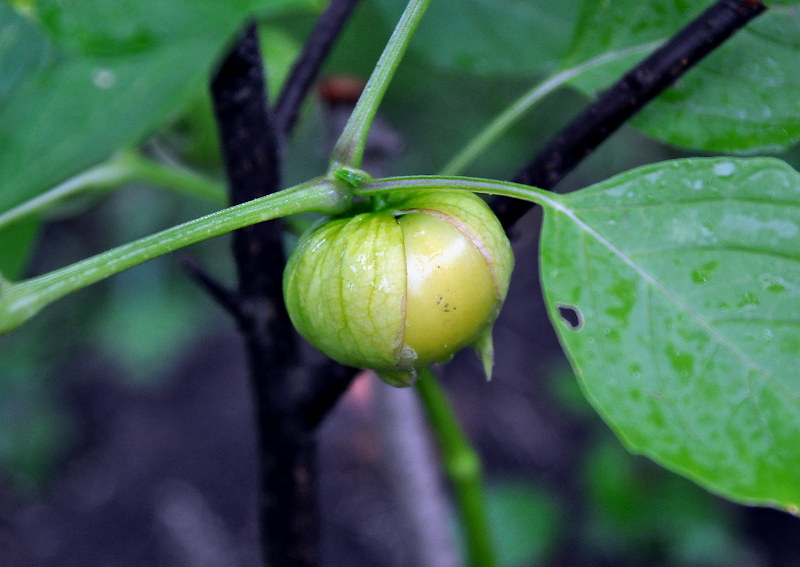 Изображение особи Physalis ixocarpa.