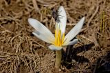Colchicum kesselringii