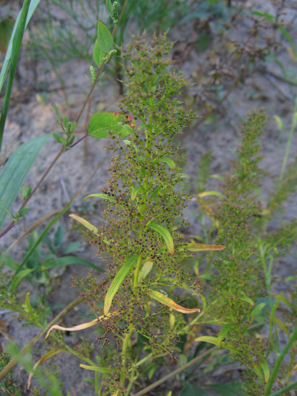 Image of Teloxys aristata specimen.