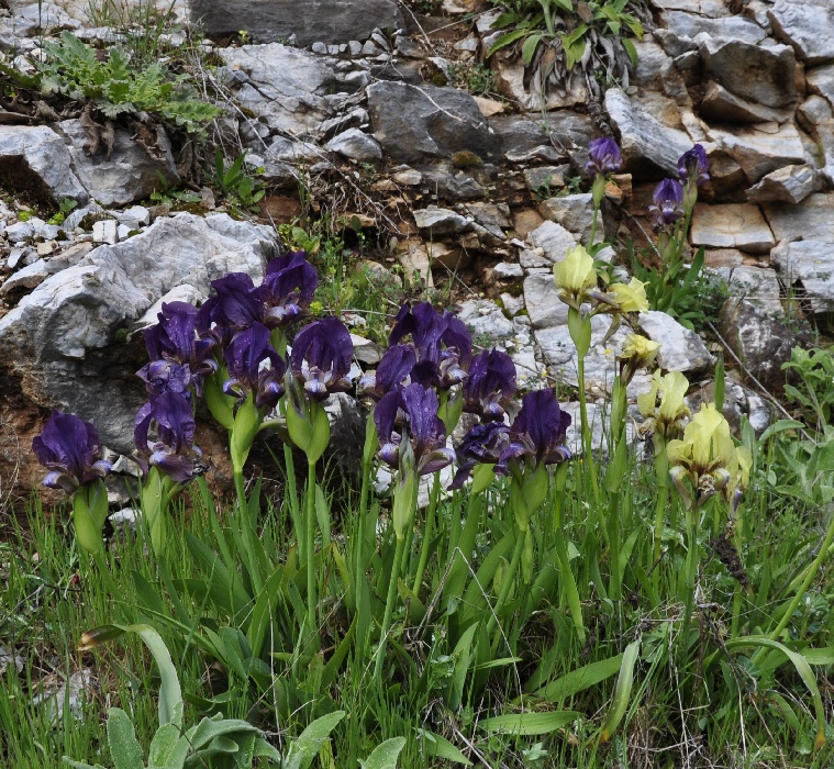 Изображение особи Iris reichenbachii.