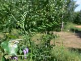 Vicia tenuifolia. Верхушка побега с распускающимися соцветиями. Челябинская обл., окр. г. Челябинск, Золотая горка, разнотравная поляна в берёзовом лесу. 05.07.2014.