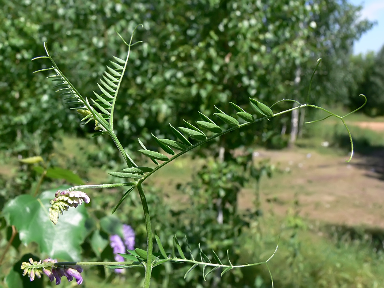 Image of Vicia tenuifolia specimen.