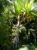 Pandanus utilis. Вегетирующее растение. Монако, Сады Святого Мартина (Jardin Saint Martin), в культуре. 23.07.2014.