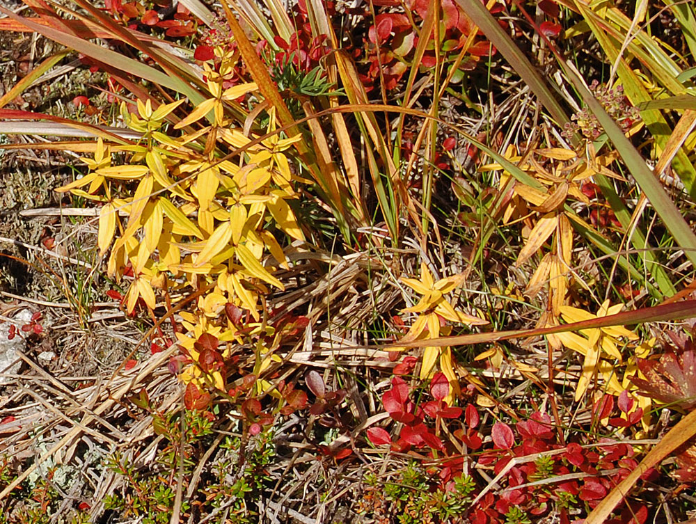 Image of Galium boreale specimen.