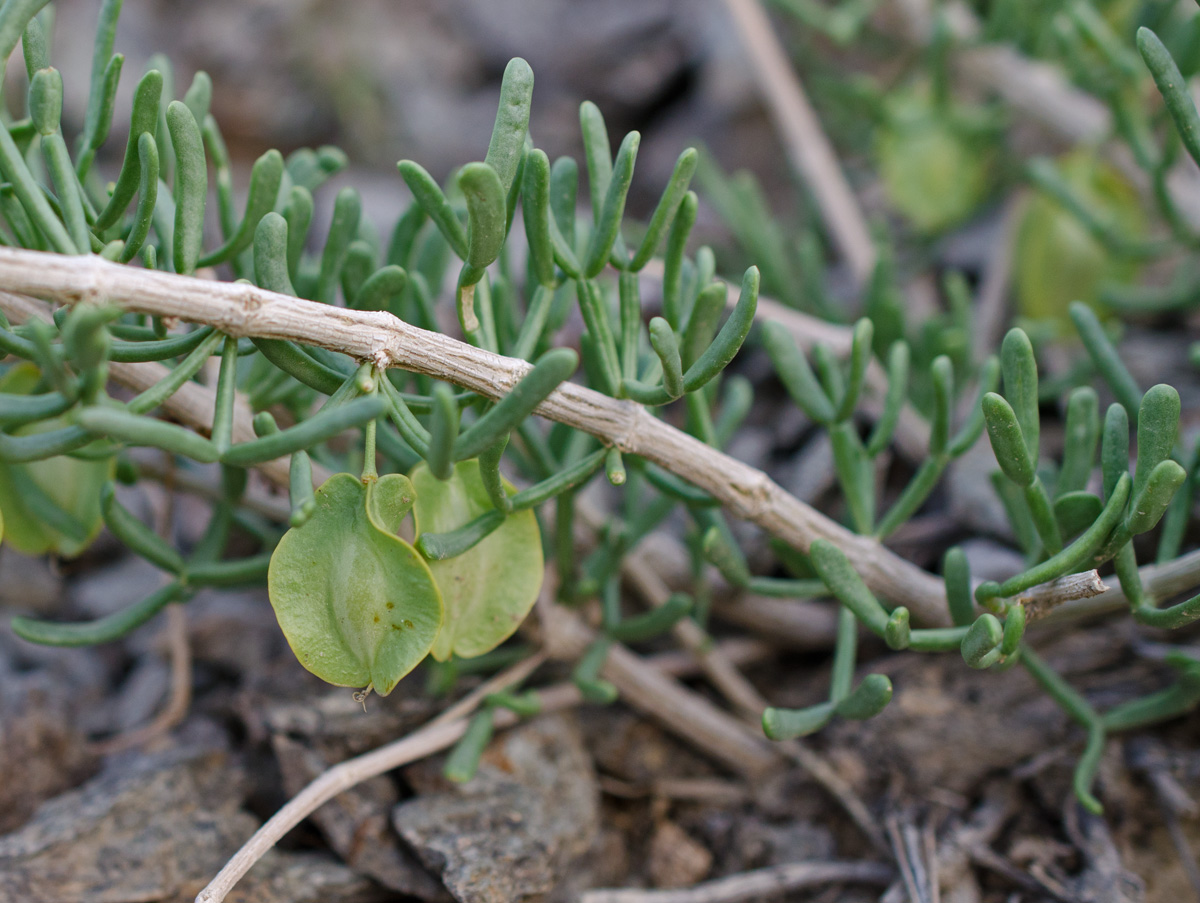 Image of Zygophyllum kaschgaricum specimen.