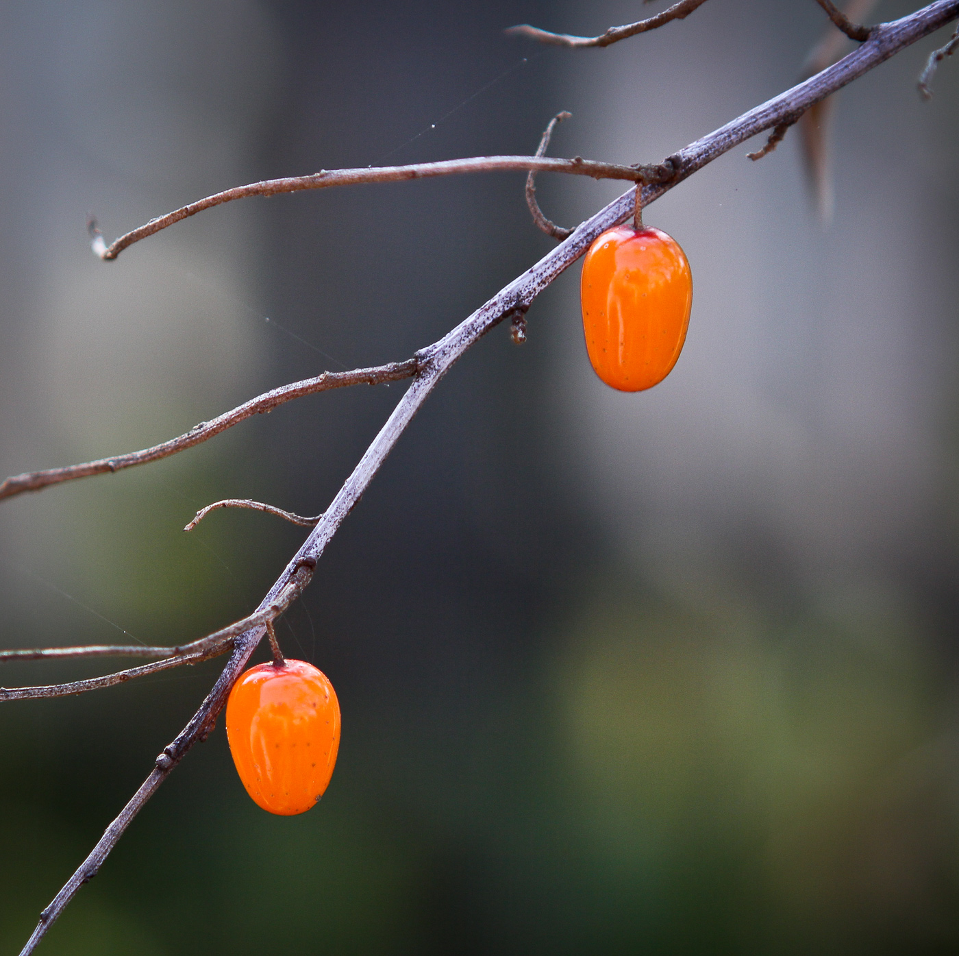 Image of Hippophae rhamnoides specimen.