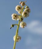Pyrola media