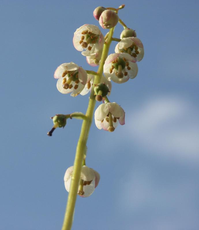 Image of Pyrola media specimen.