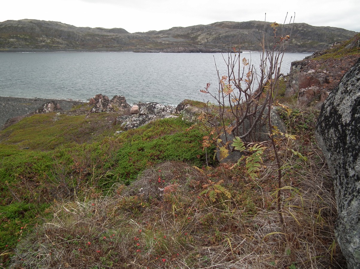 Image of Sorbus aucuparia ssp. glabrata specimen.