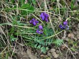 Oxytropis altaica