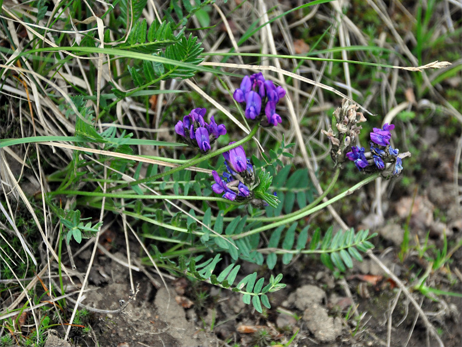 Изображение особи Oxytropis altaica.