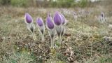 Pulsatilla taurica